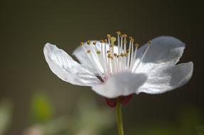 Flower Nature Plant