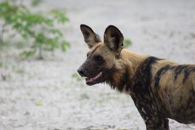 Colorful African wild dog near the green plants in Botswana, Africa