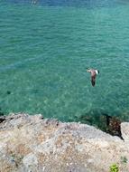 Sea Seagull