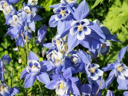 background of blue flowers