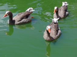 Goose Ave Pond