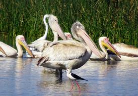 Beautiful and cute great white pelicans in the water, near the green plants in Kachchh, India