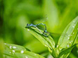 herb in large drops of water