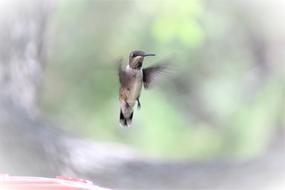 blur photo of HummingBird In Flight
