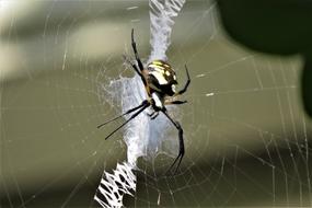 Insect Spider Colorful