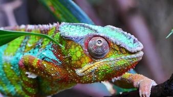 Kamelion Reptile Colorful