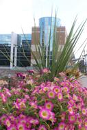 petunia, bunch of pink flowers in city