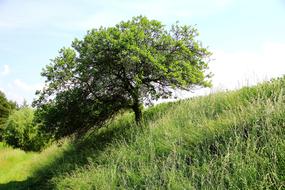 Grove Of Trees Landscape Nature