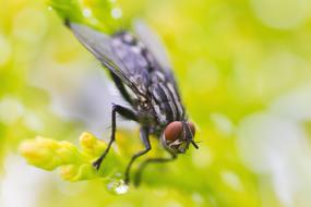 Macro view of small Fly Insect