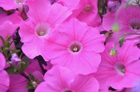 gorgeous pink flowers in spring