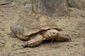 Cute and beautiful turtle on the ground, near the rocks