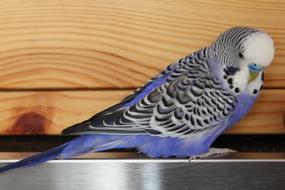 Budgie Blue Bird