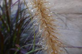Water Droplets Rainwater Plant