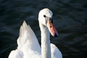 Swan Water Swans White
