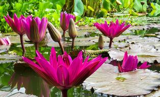 water flowers are colorful