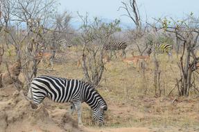 Zebra at Africa Safari National park