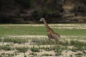 wild Giraffe in Africa Safari