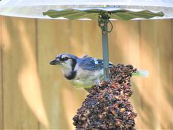 Beautiful and cute blue jay bird on the nest