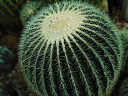 beautiful round cactus in a greenhouse