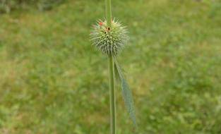 prickly flower on a stem