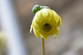 dangling yellow flower bud