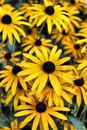 rudbeckia, Yellow coneflowers, blooming Plants