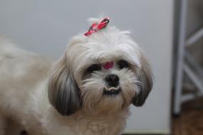 Pet Shih Tzu Dog