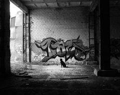 black and white, the dog sits on the background of the wall with graffiti