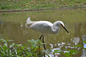 Bird Nature Water