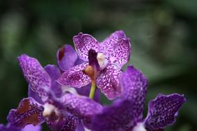orchid flower buds purple