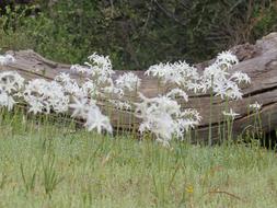 white lily Flower in wild, Chile