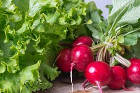 ripe radish
