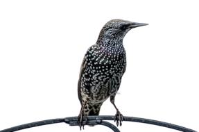 Isolated Bird on Branch