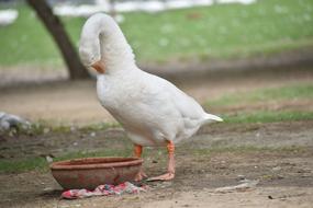 Duck White Bird Long