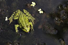 a big toad in the water