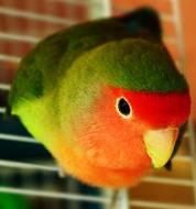 colorful parrot lovebird in a cage, close-up