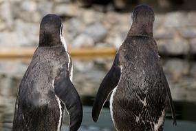 humboldt penguin at zoo sababurg