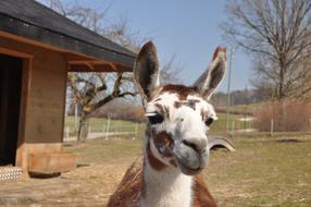 Portrait of the cute, colorful and beautiful lama near the building, among the plants, in Switzerland