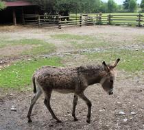 Cute and beautiful, young donkey on the pasture with fence, among the plants