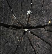Tree Texture Macro black
