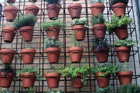 garden pots with flowers in the greenhouse