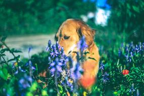 Pet Golden Dog