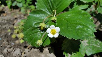 Strawberry Flower