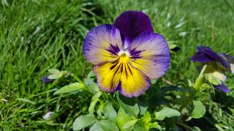 yellow-blue pansies in the garden