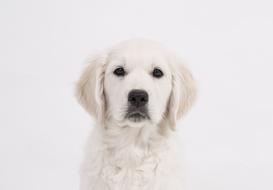 Golden Retriever Puppy portrait