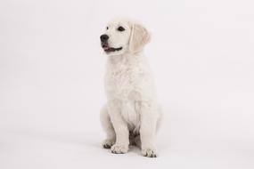 Golden Retriever Dog Puppy photo