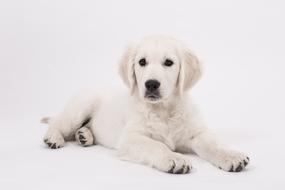 portrait of Dog Golden Retriever Puppy