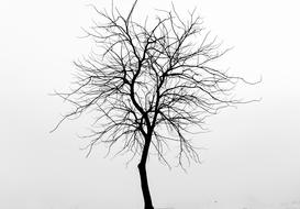 Background Tree Nature black and white