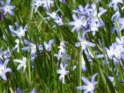 Chionodoxa, scilla flowers at Spring