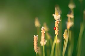 Ladybug flowers Background